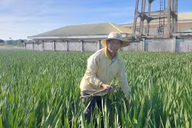 Farmers in the western region of Gia Lai are tending to their gladiolus flower gardens amid prolonged cold weather in the lead-up to the 2026 Lunar New Year.