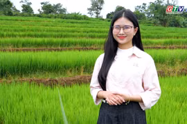 The allure of Chư Sê's terraced rice fields