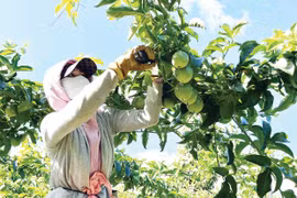 Agricultural Exports: Hopes for a Breakthrough Leveraging Raw Material Advantages
