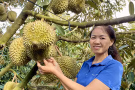 Maintaining the "Export Passport" for Durian