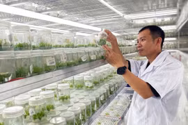 The Forest Grower in a Glass Jar