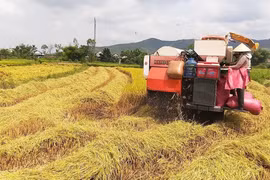 Low-Emission Rice Cultivation in the 2025-2026 Winter-Spring Crop: High Efficiency