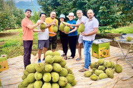 Leaving his position as director of an agricultural enterprise in Ho Chi Minh City, Mr. Nguyễn Chất Sâm returned to Ia Ly commune in Gia Lai province, where he successfully established a large-scale durian farm.