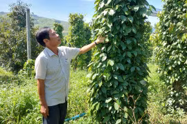 Enhancing the Value of Gia Lai Pepper