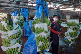 Gia Lai Opens New Agricultural Export Route via Ta Lung International Border Gate