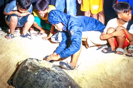 Proactively Adapting to the Marine Mammal Protection Act