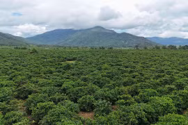 Gia Lai advances low-emission agriculture with carbon credit ambitions