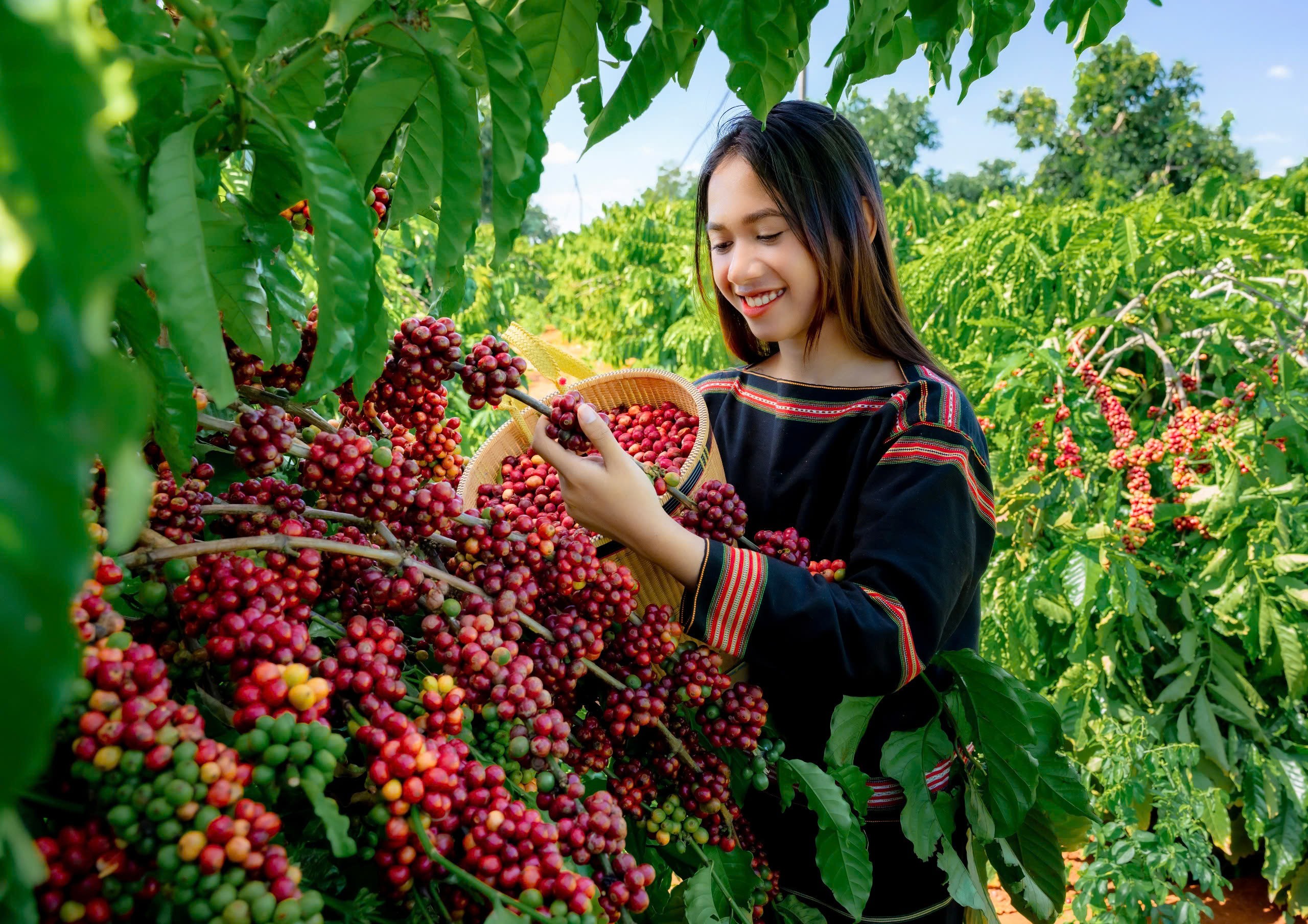 Gia Lai sets new farm development targets to raise rural incomes