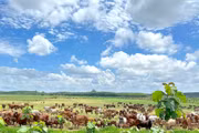 Gia Lai: Approval Granted for Thaco Agri’s Sustainable Agriculture Development Project Worth Nearly VND 3,820 Billion