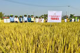 New Varieties Enhance Rice Production Efficiency