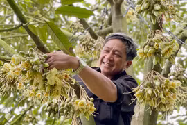 Elevating Gia Lai Durian to New Heights