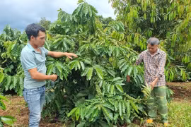 Coffee is a key crop in Gia Lai province.