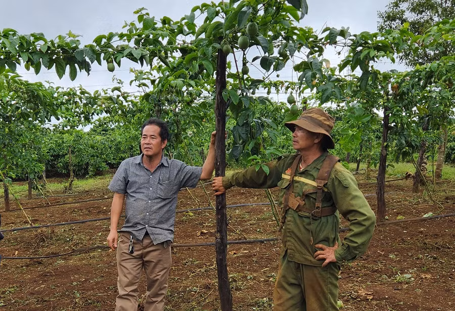ong-nguyen-the-minh-ben-trai-giam-doc-htx-dich-vu-nong-nghiep-nghia-hoa-xa-chu-pah-trao-doi-voi-cac-ho-dan-ve-viec-cham-soc-vuon-chanh-day.jpg