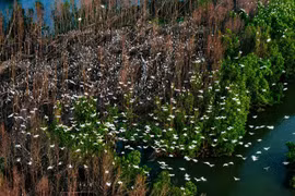 Tuy Phuoc Dong Commune Steps Up Protection of Asian Openbill Stork Flock and Con Chim Islet Ecosystem