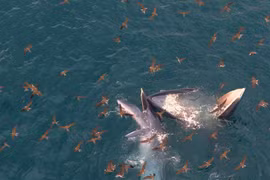 A mother and calf pair of killer whales were spotted hunting near the coast of Vung Boi.