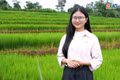 The allure of Chư Sê's terraced rice fields