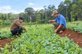 Awakening the "Green Gold Mine" of Medicinal Herbs in the Western Region of the Province