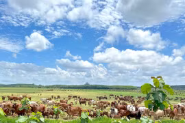 Gia Lai: Approval Granted for Thaco Agri’s Sustainable Agriculture Development Project Worth Nearly VND 3,820 Billion