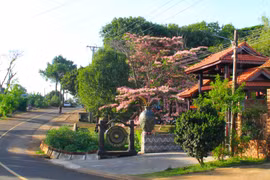 Pink cassia trees in full bloom attract visitors to Ơp village for check-in photos.