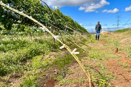 Technology in agriculture, forestry, and fisheries is one of the five key economic sectors in the province for which a roadmap for technological innovation has been developed. Photo: Hà Duy