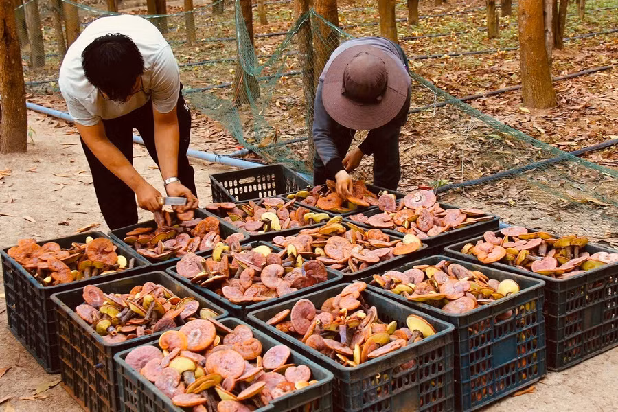 thu-hoach-nam-linh-chi-do-tai-cong-ty-tnhh-minh-khang-gia-lai-anh-nguyen-diep.jpg