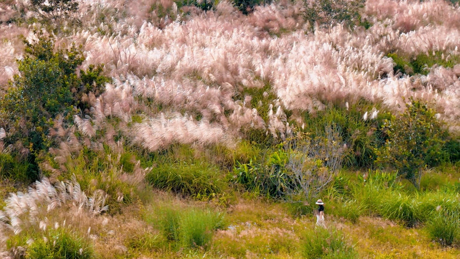 Sơn Lang shimmers dreamily as the pink pampas grass comes into full bloom. Photo: Doãn Lâm co-hong-son-lang.jpg