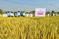 New Varieties Enhance Rice Production Efficiency