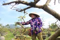Apricot Blossom Growers Prepare for the New Season