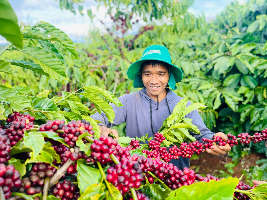 Instead of relying on chemical pesticides, A Ngum has adopted organic and microbial farming solutions to help his coffee plants thrive. Photo: T.D trong-ca-phe-huu-co.jpg