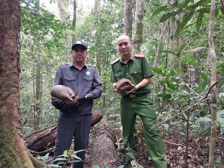 Representatives from relevant agencies release two Javan pangolins. Photo: N.D tha-dong-vat-nguy-cap-quy-hiem-ve-moi-truong-tu-nhien.jpg
