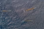 Three Whales Sighted Together