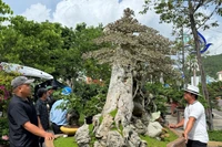 The first Gia Lai Provincial Ornamental Creatures Exhibition and Festival 2025.