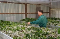 Prospering Thanks to Mulberry Cultivation and Silkworm Farming