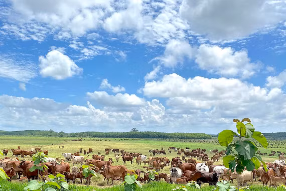 Gia Lai: Approval Granted for Thaco Agri’s Sustainable Agriculture Development Project Worth Nearly VND 3,820 Billion