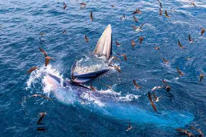 The Blue Sea in the Mindset of a Fishing Village