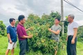 Members of the Hai Dang Agricultural and Service Cooperative share their experiences in cultivating and caring for fruit trees. Photo: Vu Chi