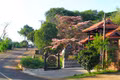 Pink cassia trees in full bloom attract visitors to Ơp village for check-in photos.