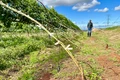 Technology in agriculture, forestry, and fisheries is one of the five key economic sectors in the province for which a roadmap for technological innovation has been developed. Photo: Hà Duy