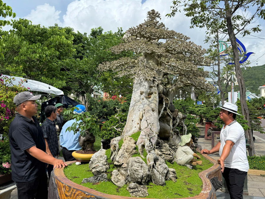 The 1st Gia Lai provincial ornamental creatures exhibition and festival 2025 showcases more than 2,000 ornamental works, including bonsai, ornamental flowers, decorative stones, driftwood, and more. Photo: N.H 4.jpg