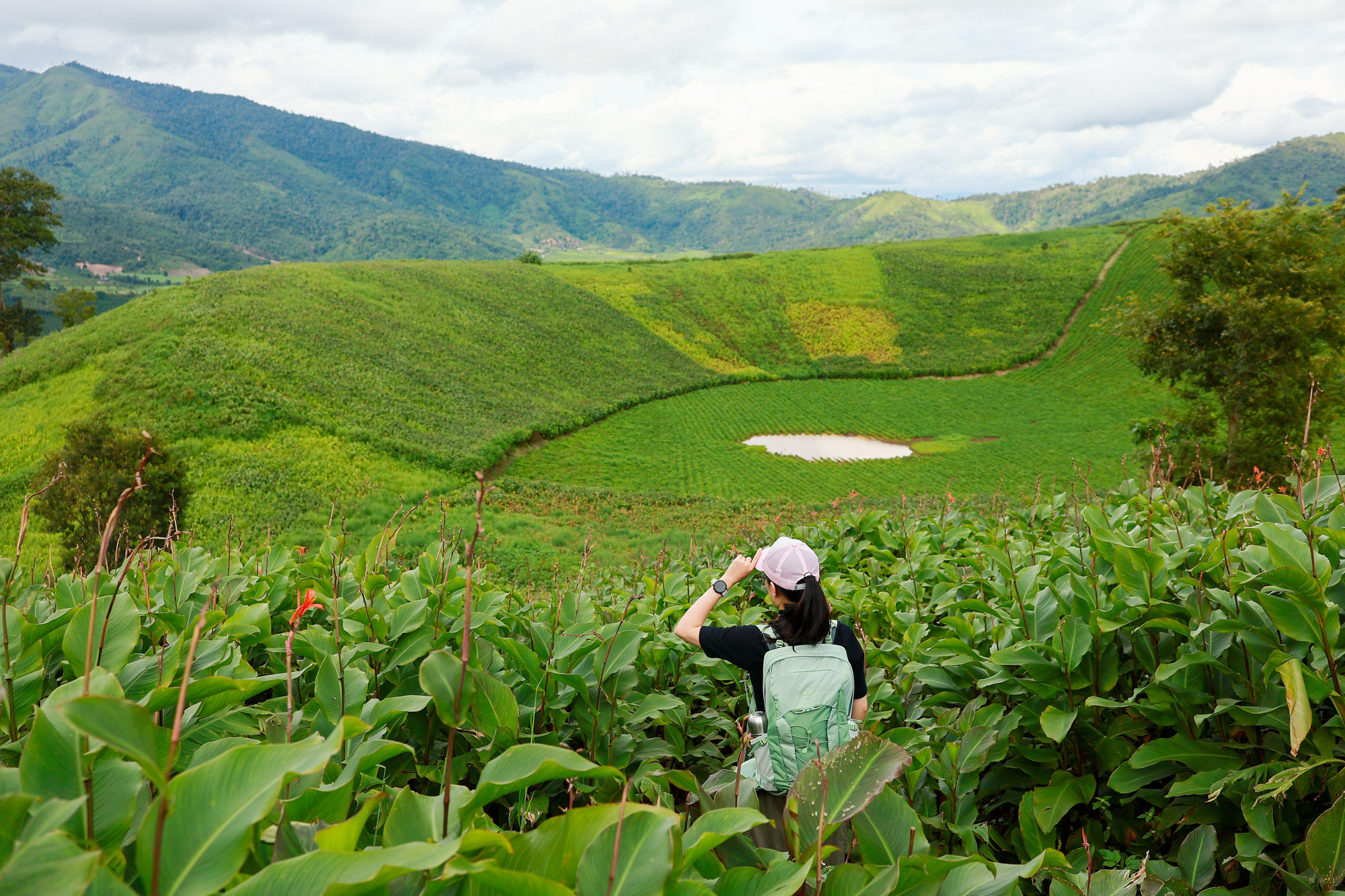Sweet potatoes and canna are the main crops grown on the volcano, painting a vibrant natural tapestry img-2366-2.jpg