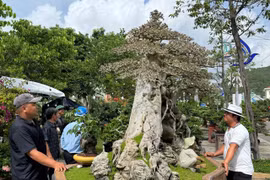 The first Gia Lai Provincial Ornamental Creatures Exhibition and Festival 2025.