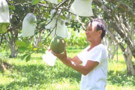 Agricultural innovation in Gia Lai boosts farmers’ incomes and builds market-linked brands