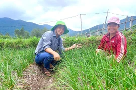 The VietGAP-standard shallot cultivation model implemented by 14 households in Phu My Tay commune.