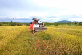New vitality boosts “Ia Lâu rice” brand in Vietnam’s border zone