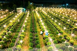 Kiên Long Chrysanthemum Village Shines Bright After Storms and Floods