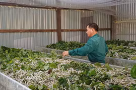 Prospering Thanks to Mulberry Cultivation and Silkworm Farming