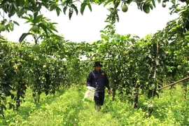 The Million-Dollar Dream and the Challenge of Sustainability in Gia Lai’s Passion Fruit Capital