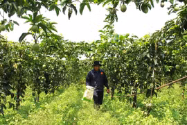 The Million-Dollar Dream and the Challenge of Sustainability in Gia Lai’s Passion Fruit Capital
