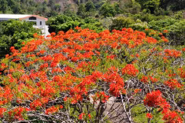 Flamboyant trees paint Gia Lai valley in crimson along hydropower road