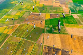 Gia Lai Plateau During the Migratory Season of Storks and Herons